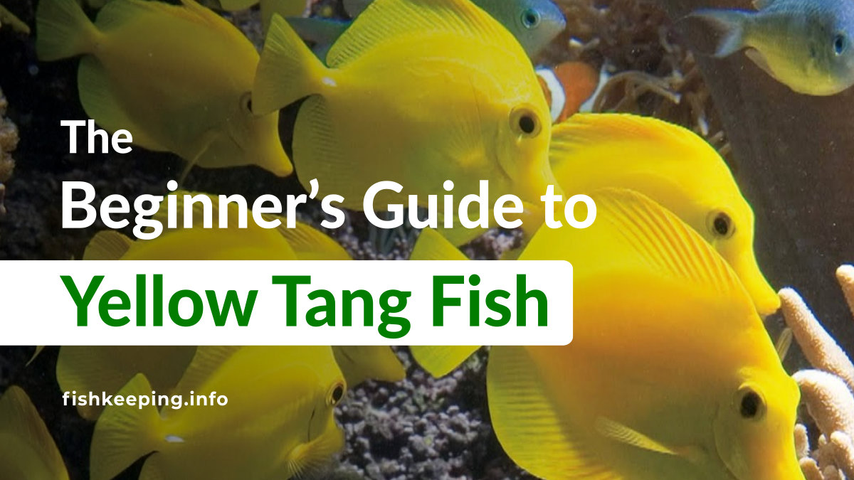 Ultimate beginners guide for yellow tang Fish - Fishkeeping.info