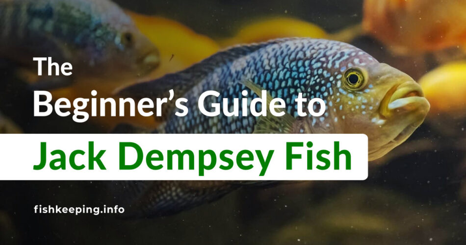 cichlid Jack Dempsey Fish guide