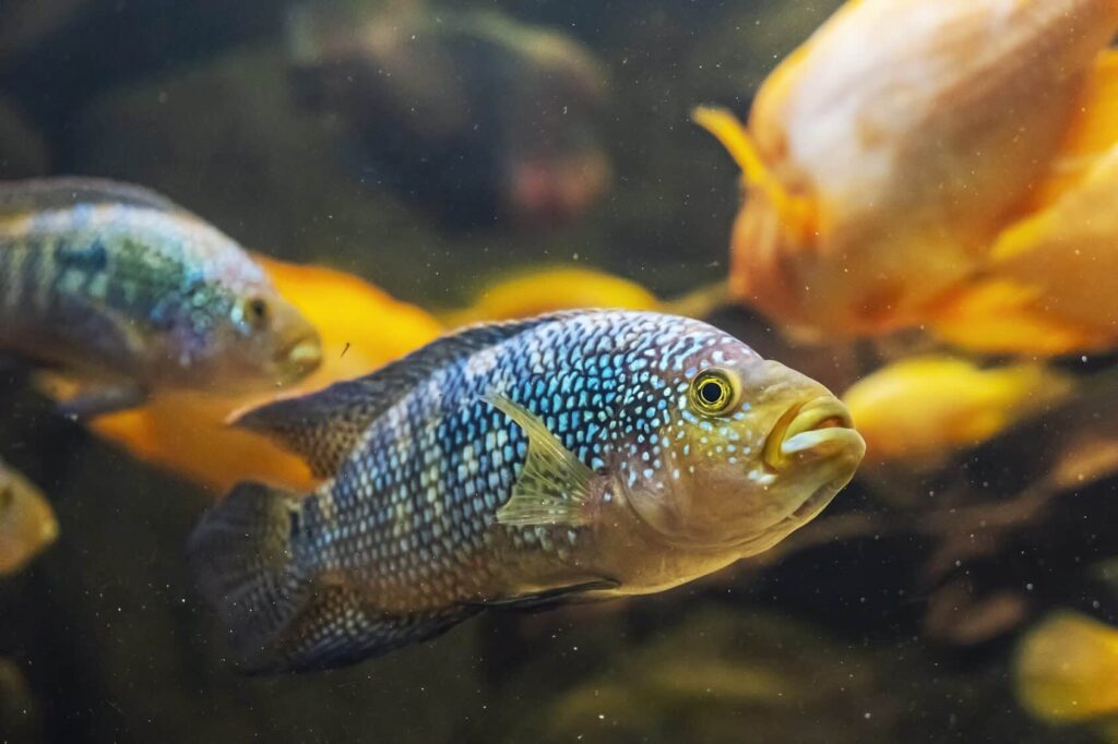 Jack Dempsey Mouth Breeder