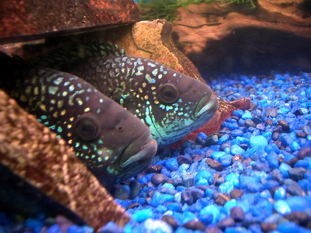 Jack Dempsey Fish pair