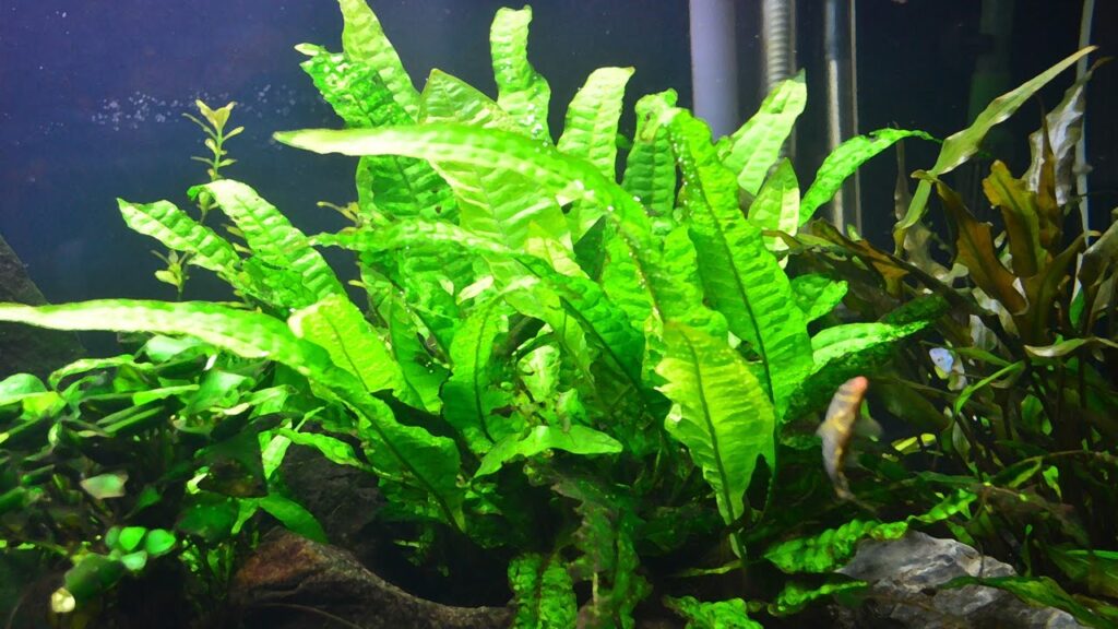 Green Gnome java fern fish tank
