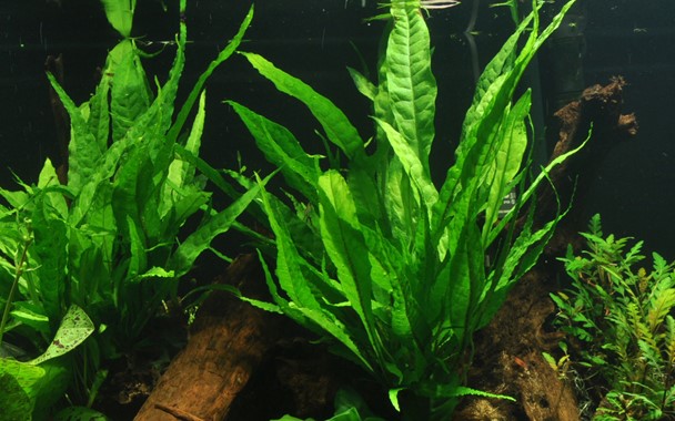 Green Gnome java fern on stone