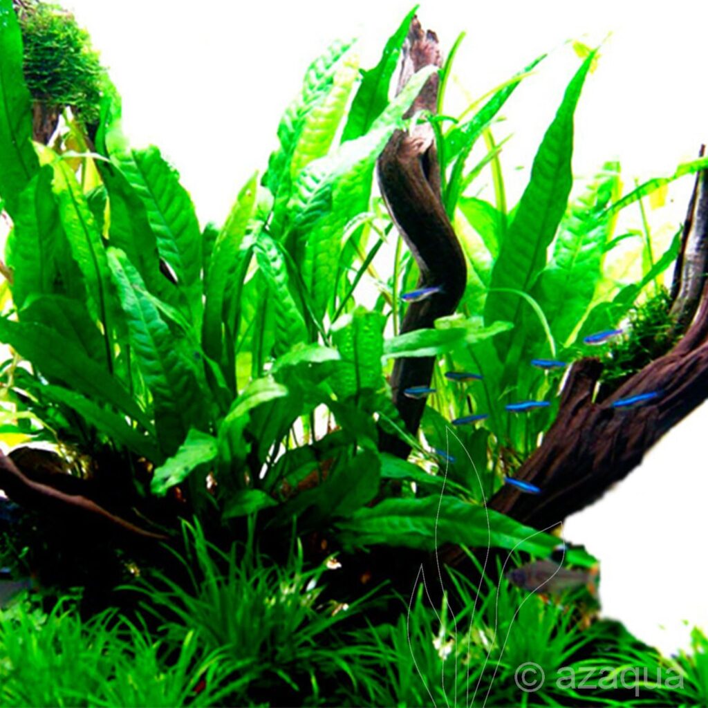 Green Gnome java fern on drift wood