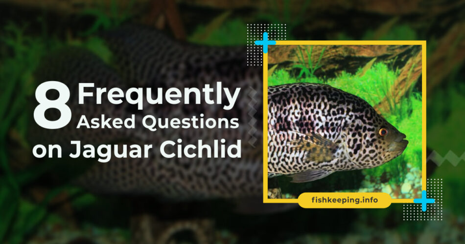 questions on jaguar cichlid answered
