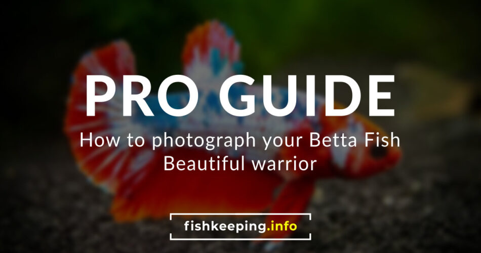 Plakat Male Betta