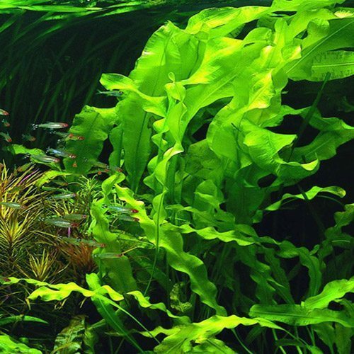 Aponogeton aquarium Plants
