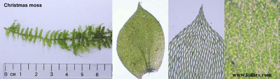 Propogating Christmas Moss