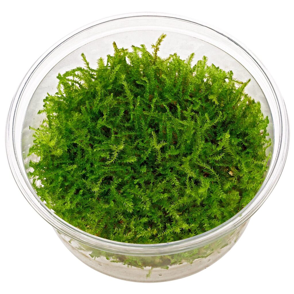 What is Christmas Moss