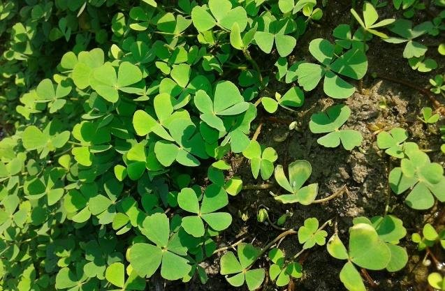 Marsilea crenata planting methods